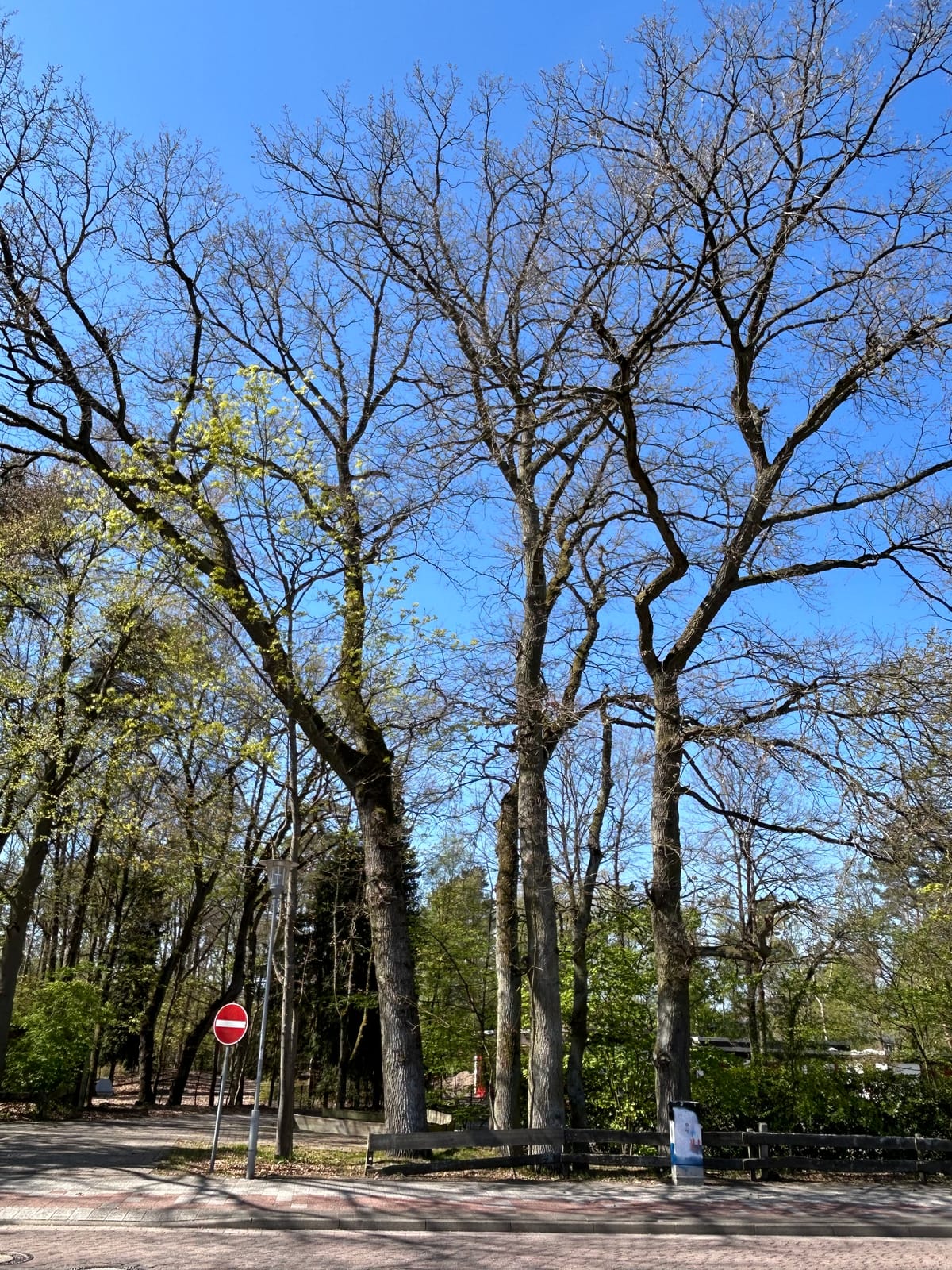 Zukunft für Adendorfer Kinder: Noch mehr Parkplätze, noch weniger Bäume?
