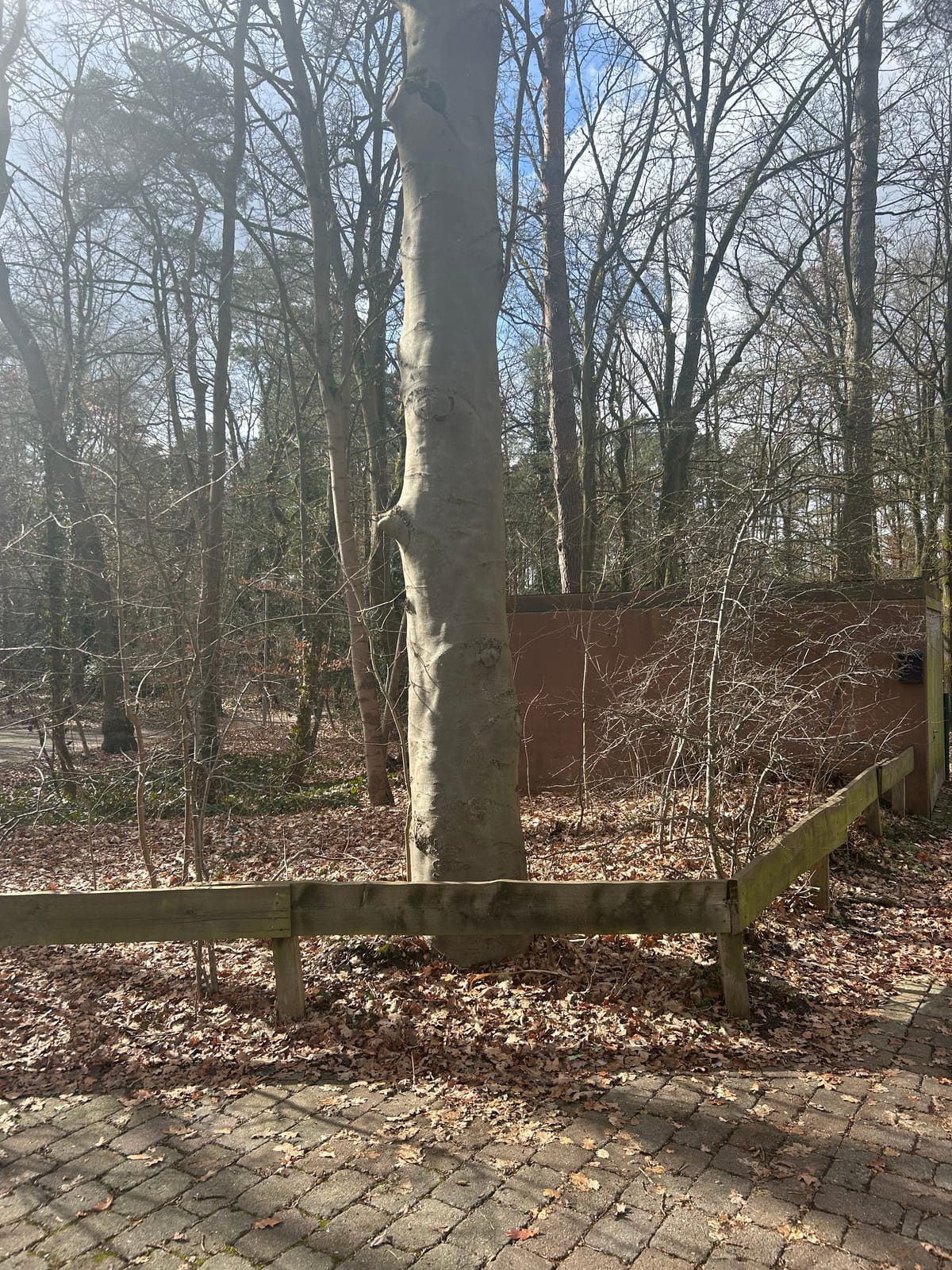 Unterschriftensammlung gegen die geplante Fällaktion im Kirchwald gestartet