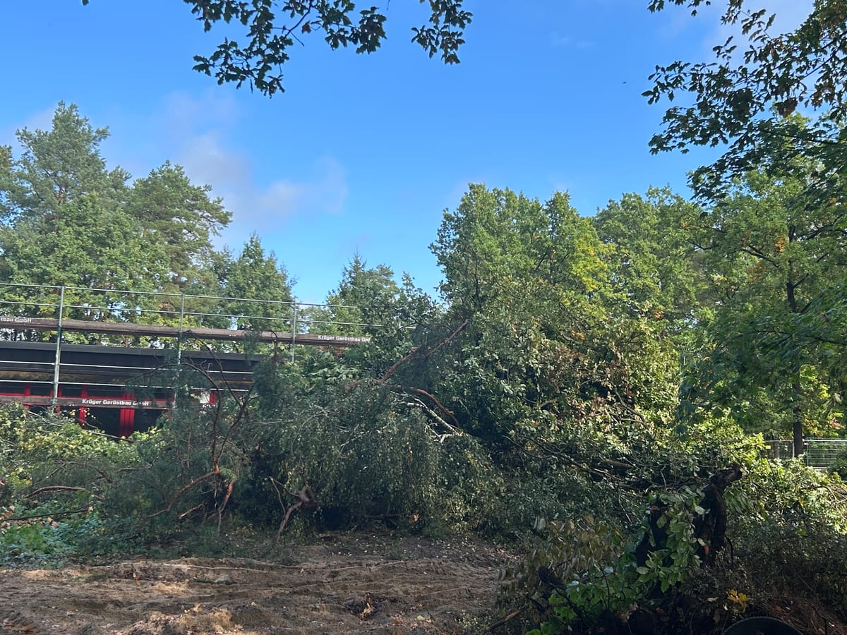 Die Gemeinde zieht es durch: Bäume im Kirchwald werden gefällt