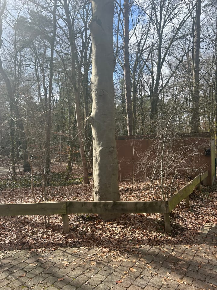Unterschriftensammlung gegen die geplante Fällaktion im Kirchwald gestartet